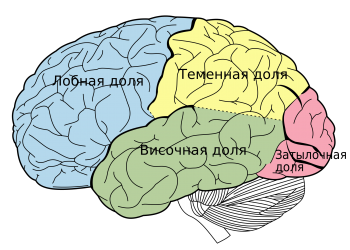 Сканирование показало, что чтение вызывало повышенную активность в левой височной доли коры мозга, связанной с речевой деятельностью